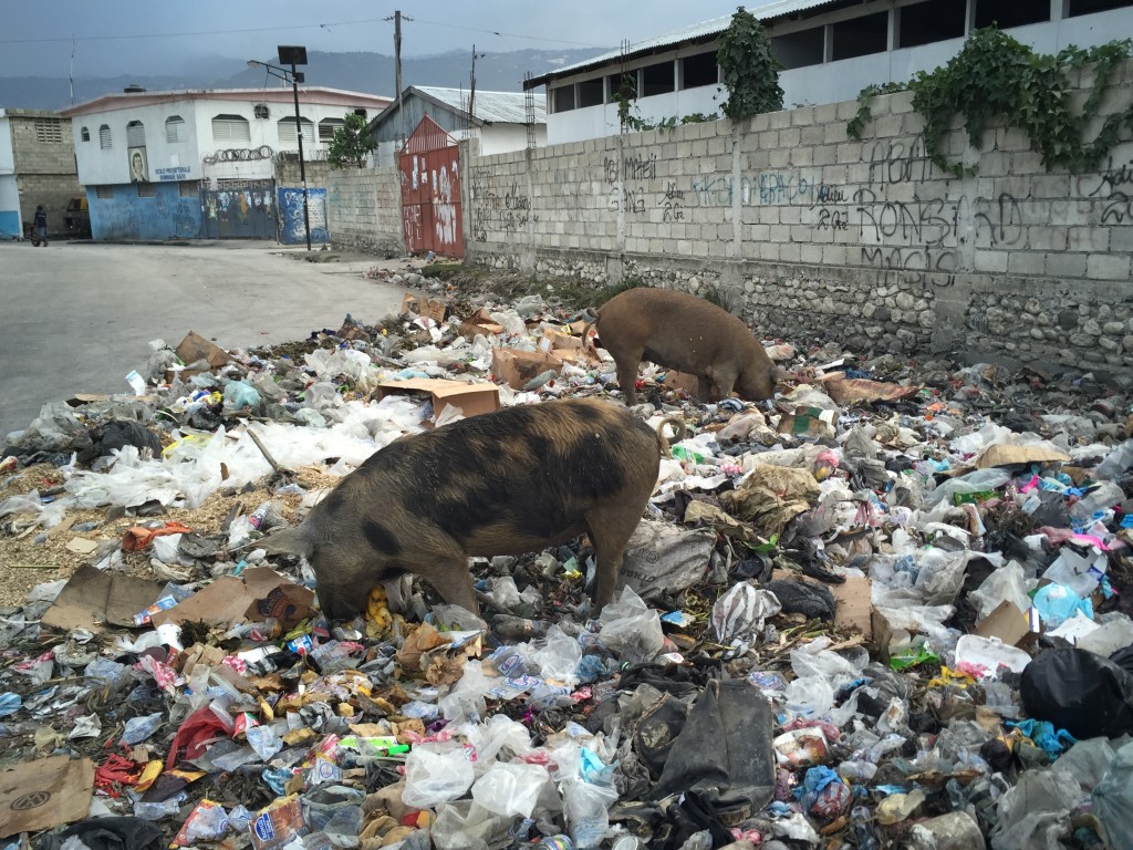 haiti-pigs-1024x768.jpg